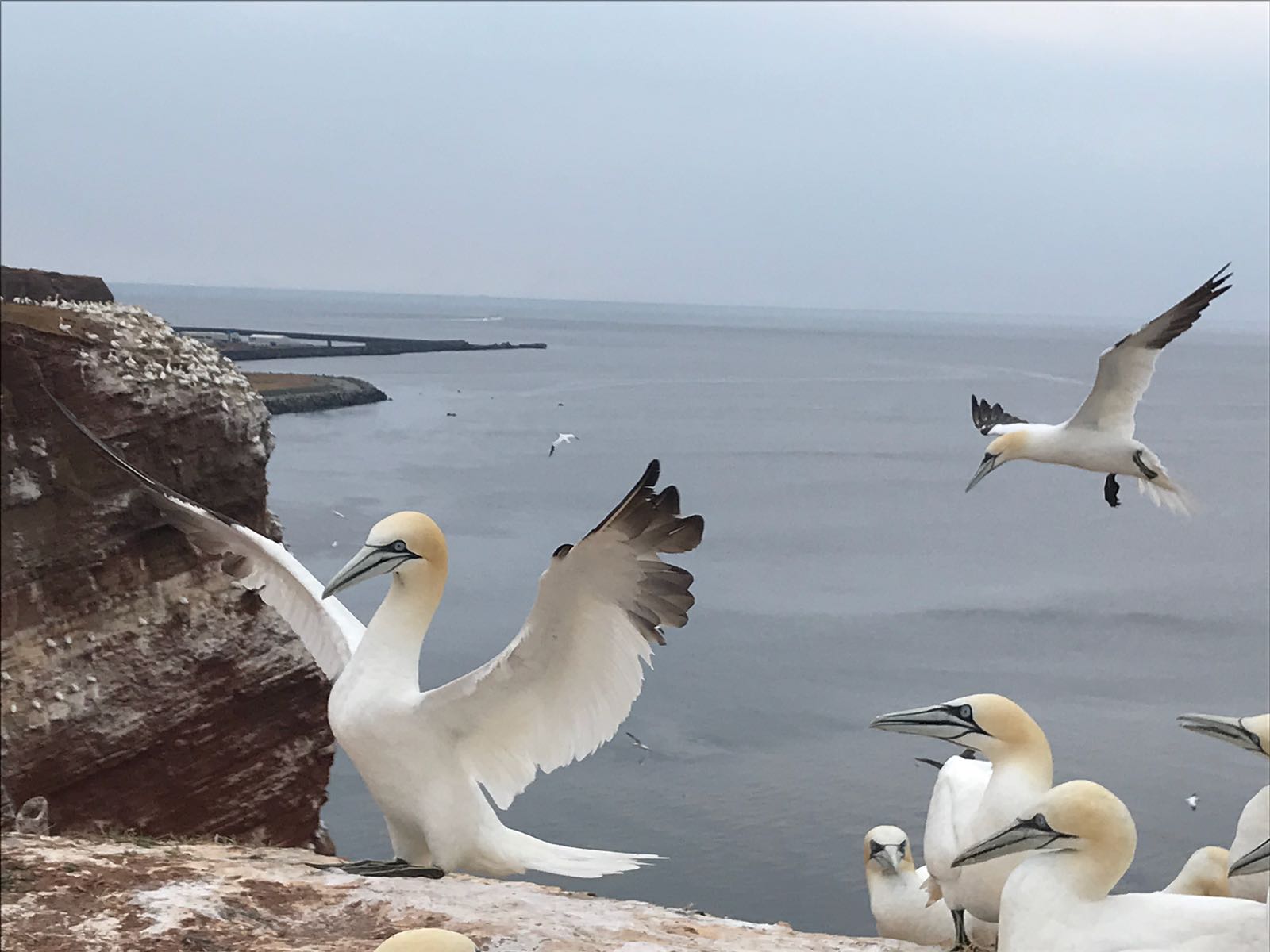 Helgoland 18-4b.jpg